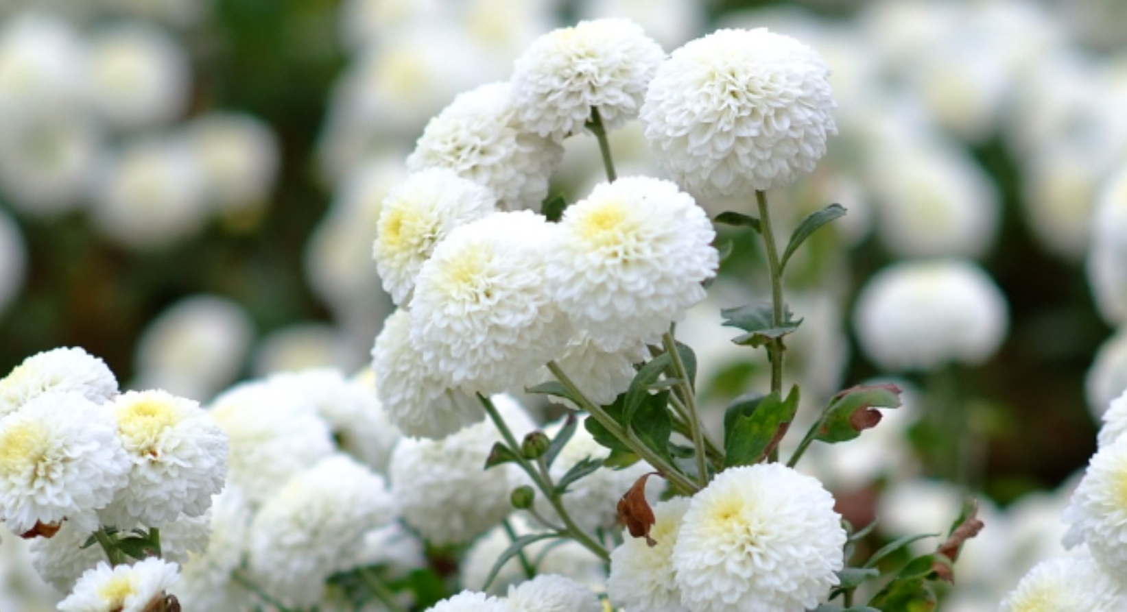 『汪喵揪了走』苗栗杭菊花季一日遊