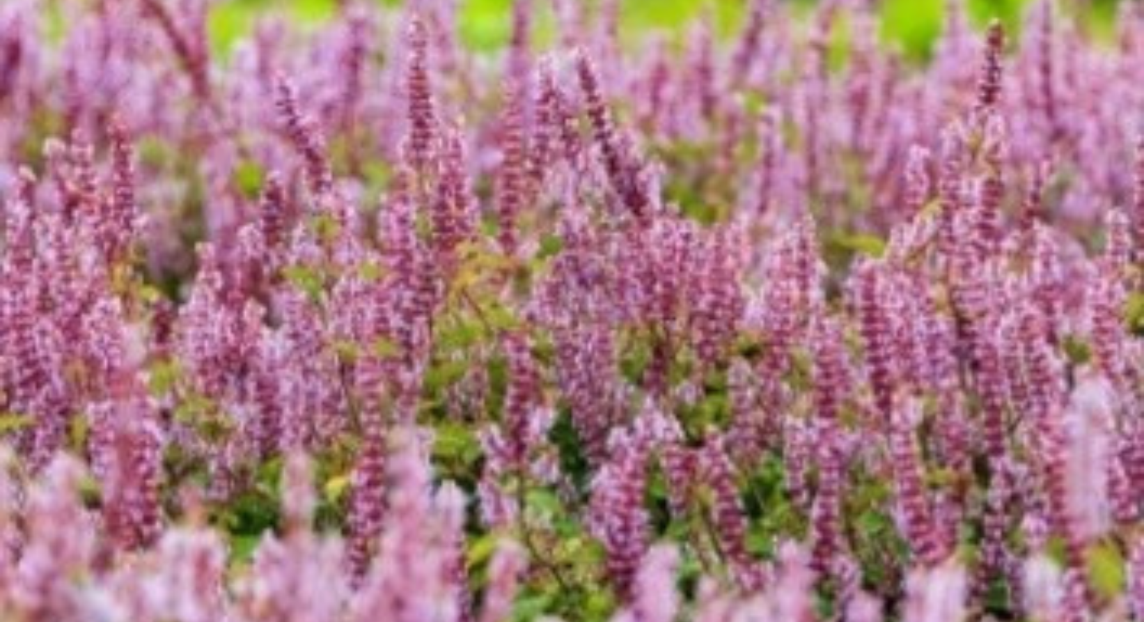 『汪喵揪了走』夢幻紫色仙草花海桃園一日遊