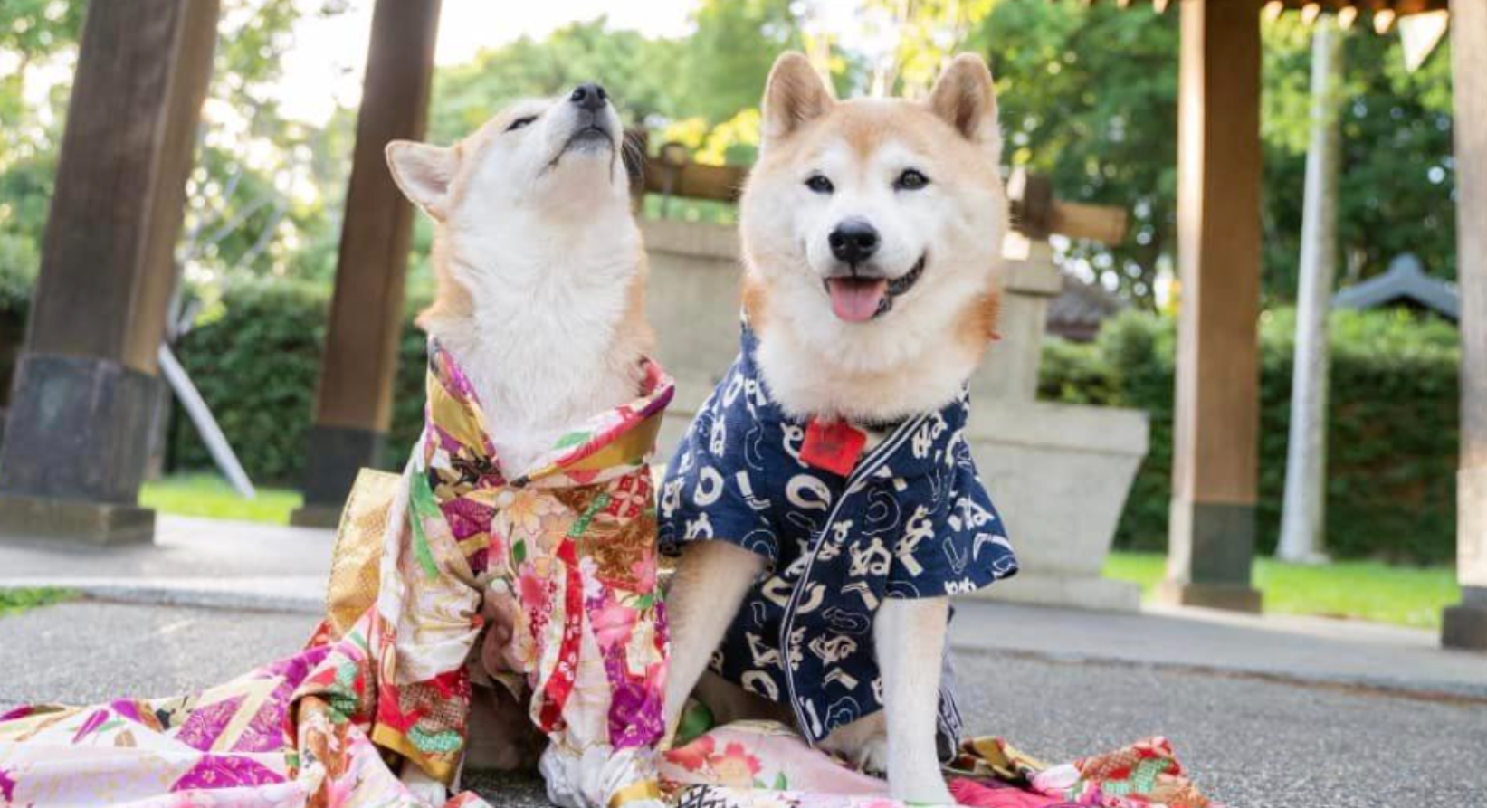 『汪喵揪了走』與動物共舞大草原埔心牧場一日遊