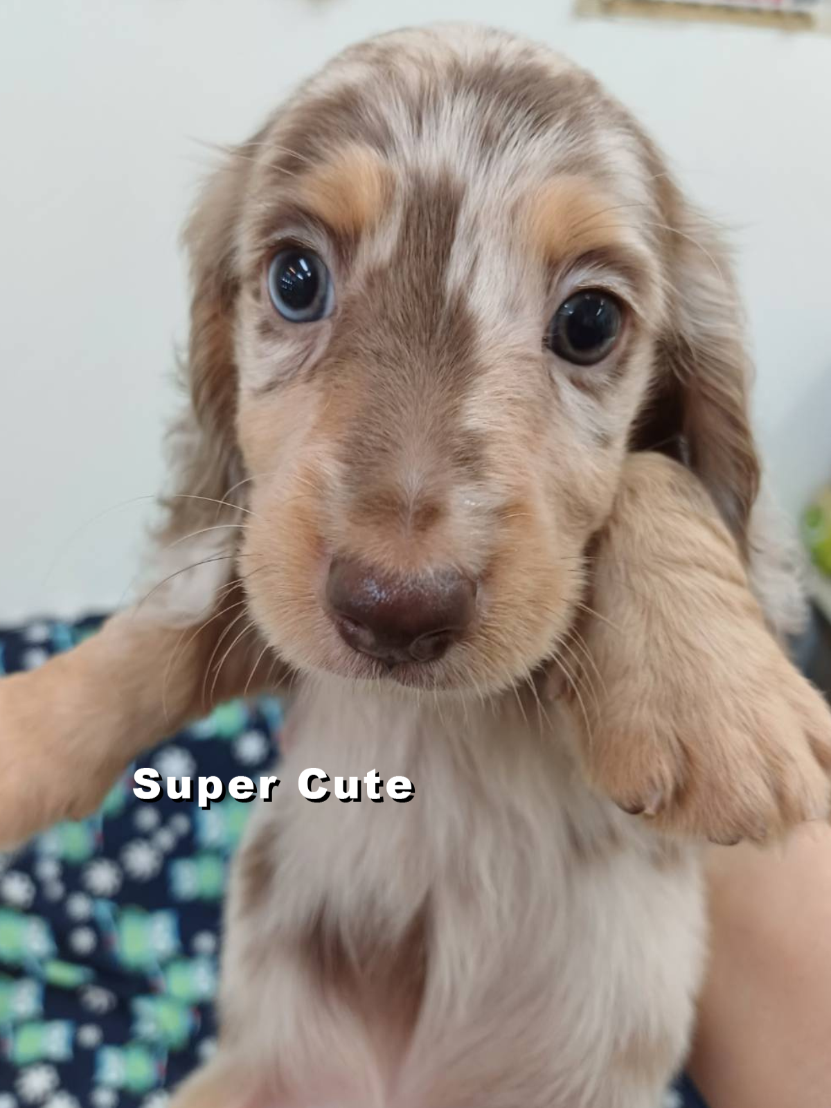 超可愛名犬社／巧克力奶油大理石長毛臘腸狗