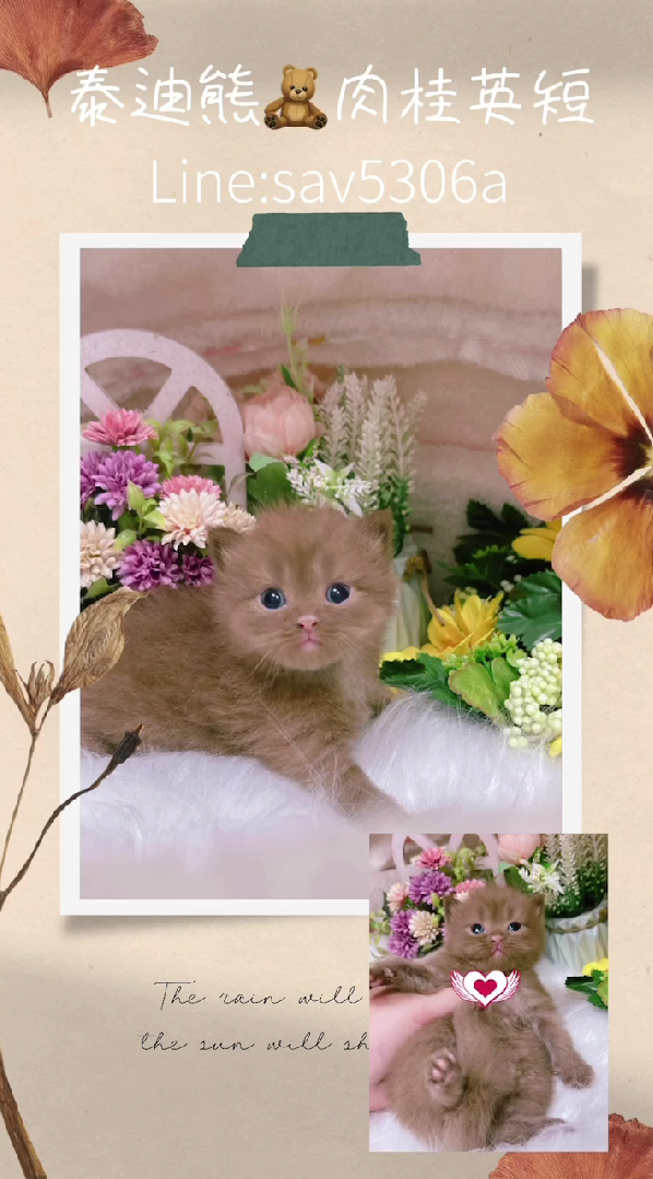 星光貓舍／肉桂色英國短毛貓