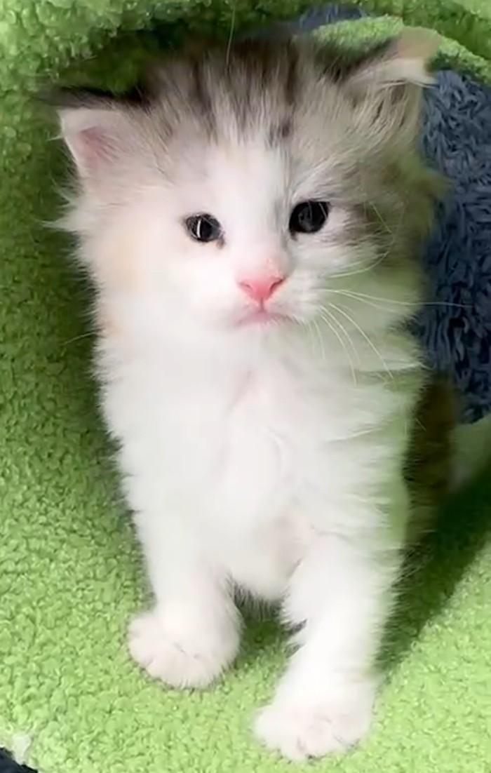 小莎貓屋／挪威森林貓