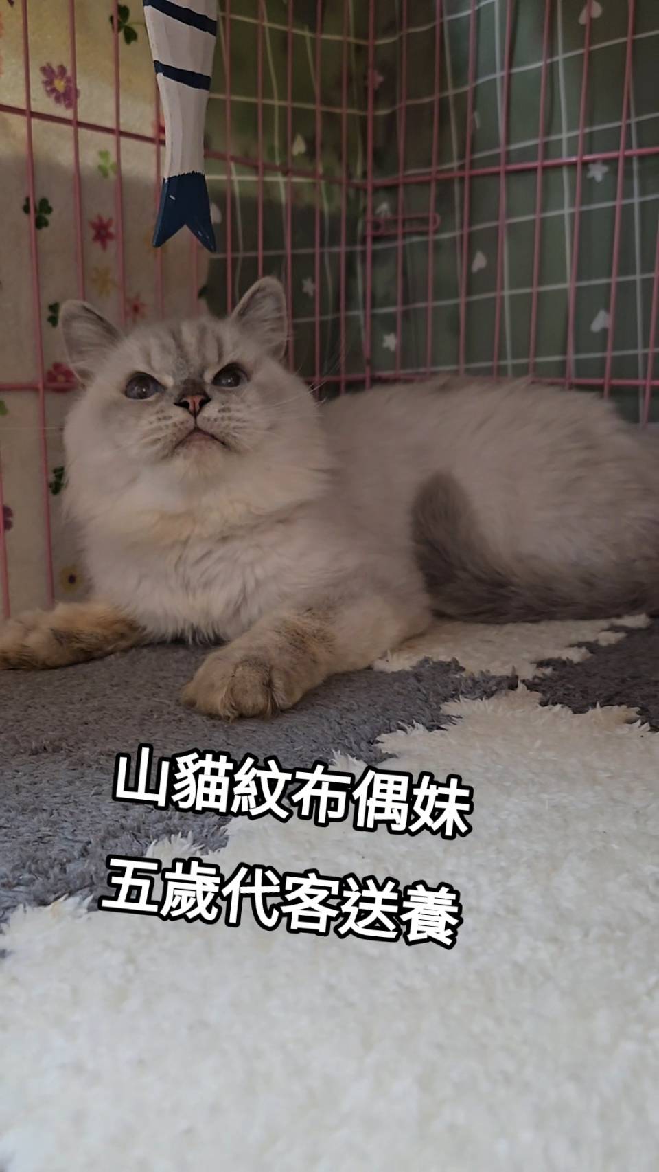 刻在你心底的貓／山貓紋布偶貓