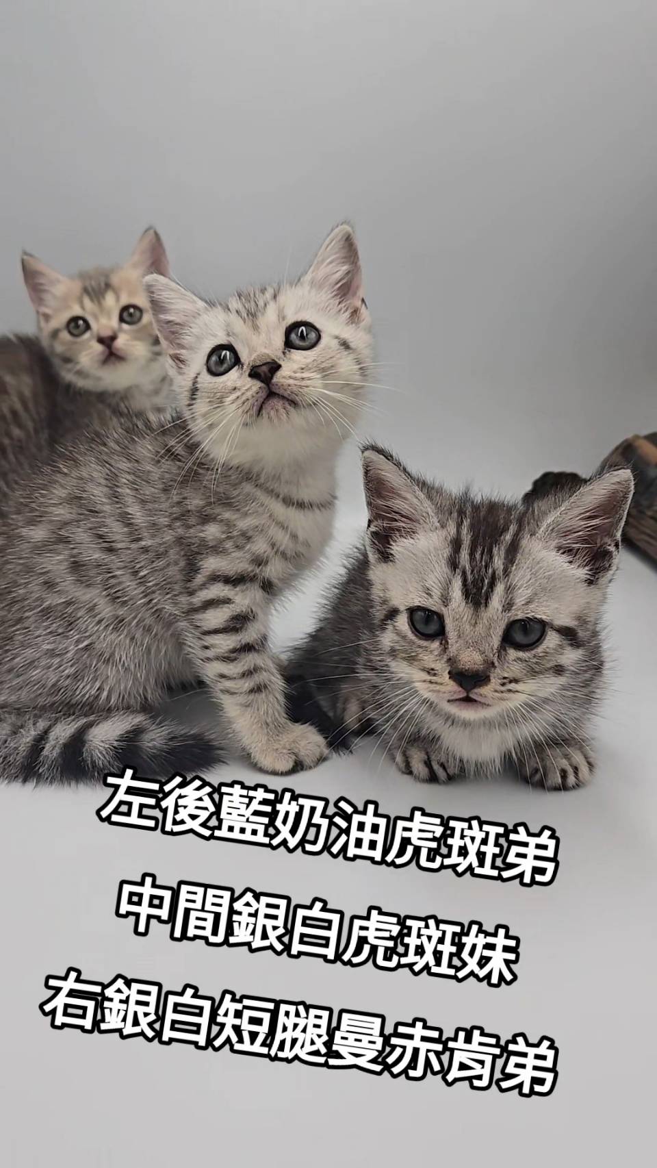 刻在你心底的貓／英國短毛貓、曼赤肯