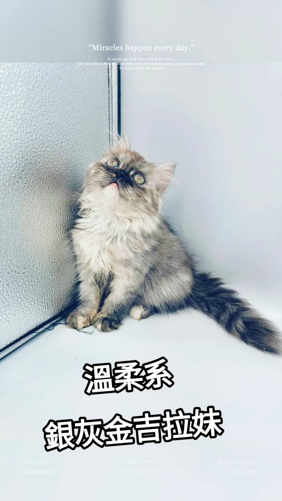 刻在你心底的貓／銀灰色金吉拉