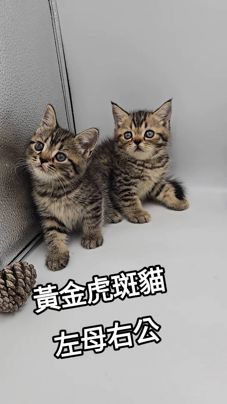 刻在你心底的貓／黃金虎斑紋美國短毛貓