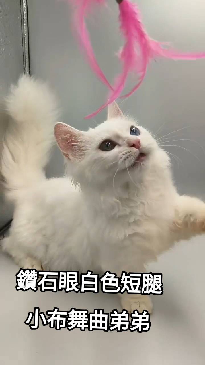 刻在你心底的貓／小步舞曲
