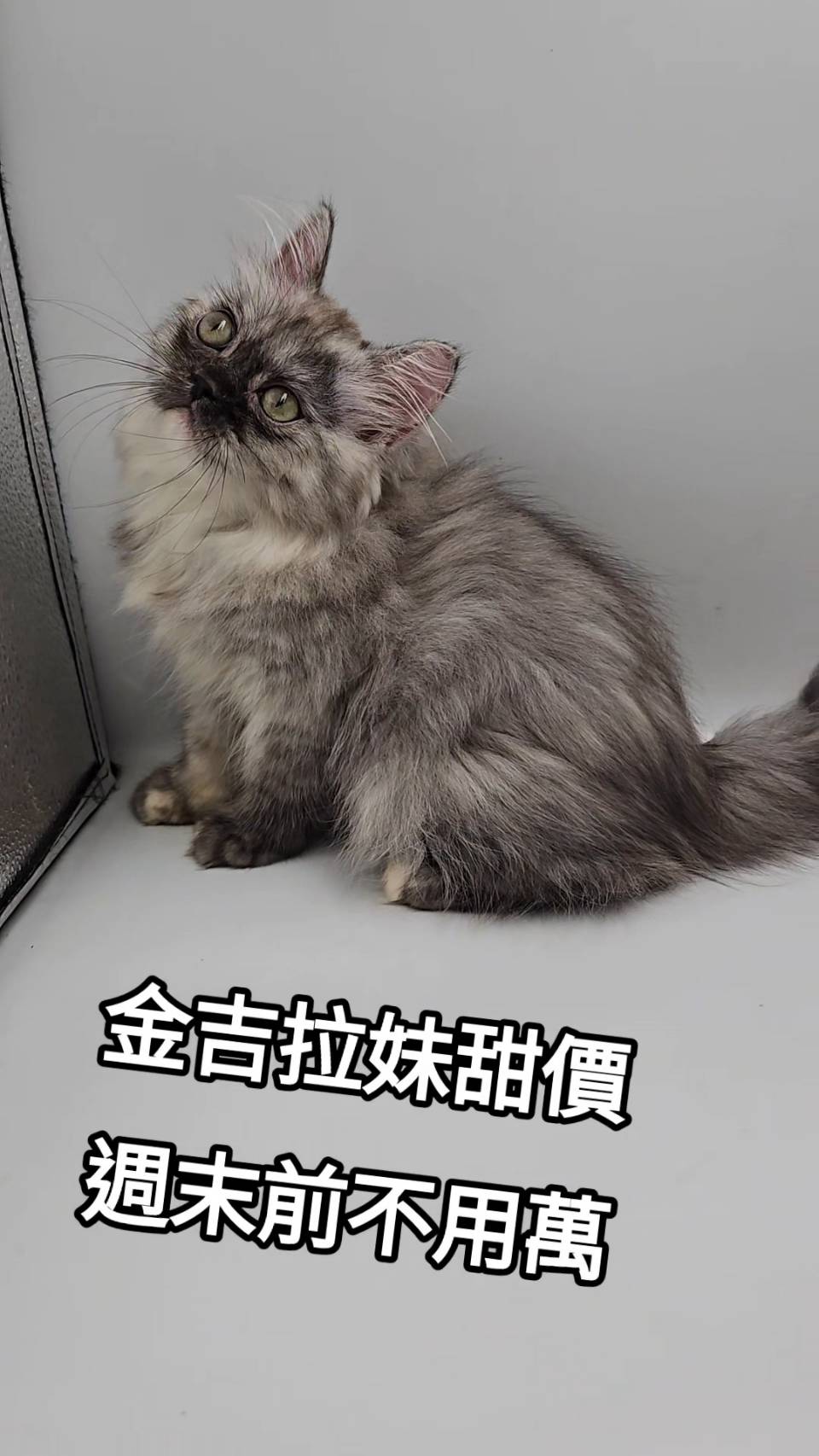 刻在你心底的貓／金吉拉