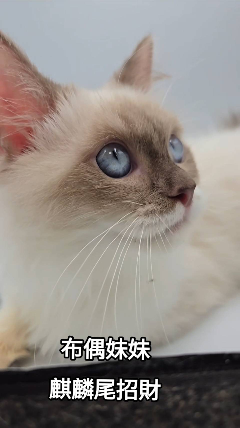 刻在你心底的貓／布偶貓- 小白故事| 幼犬貓買賣知識分享| 合法寵物店