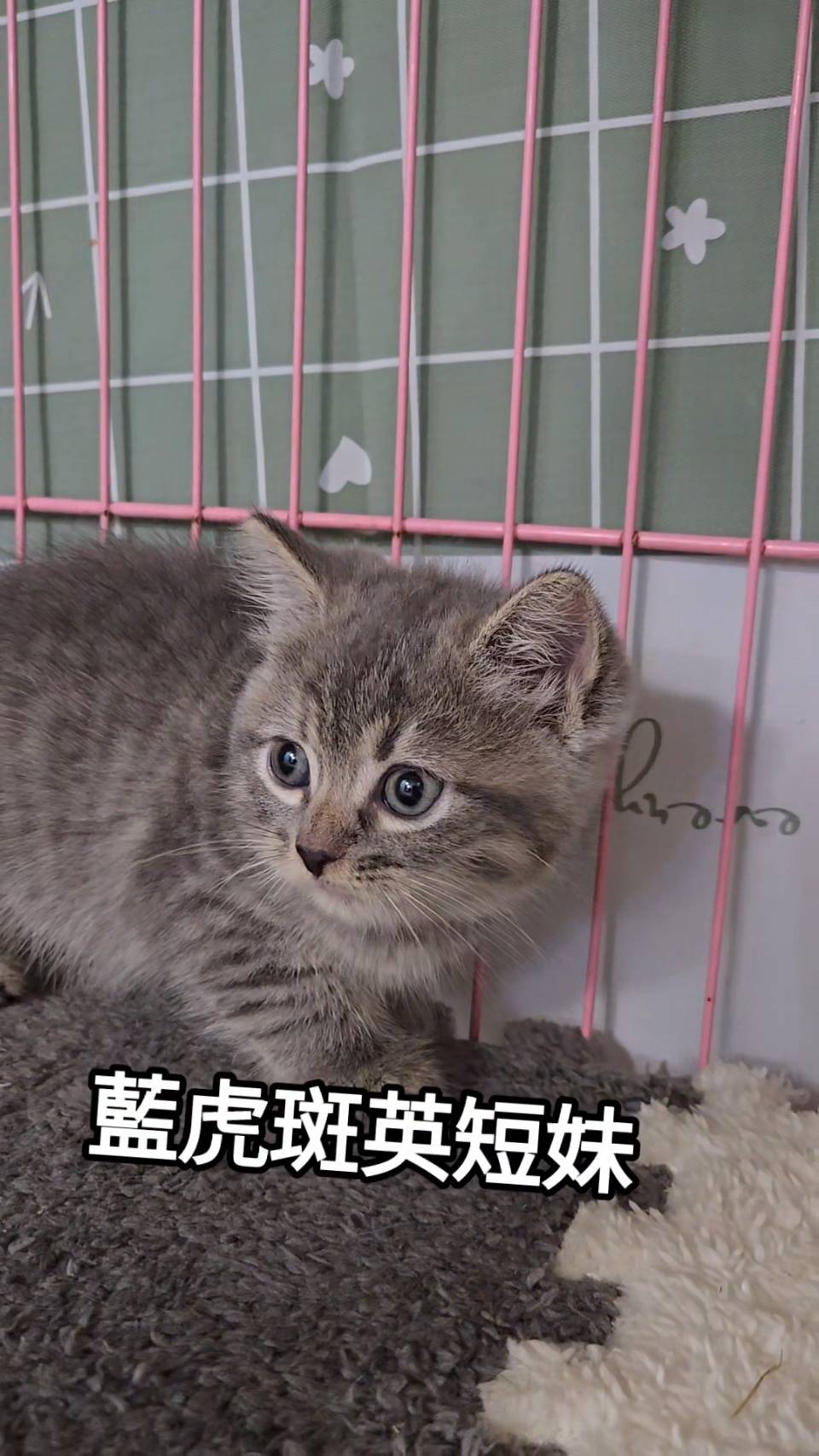 刻在你心底的貓／藍虎斑英國短毛貓