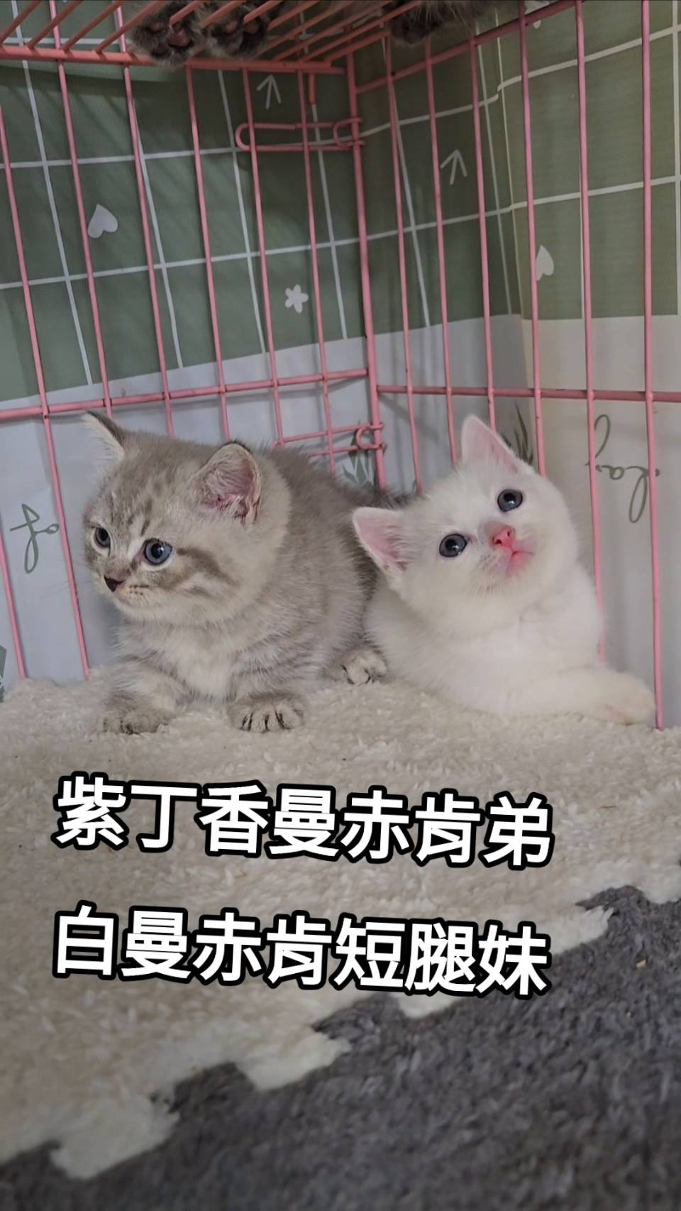 刻在你心底的貓／曼赤肯