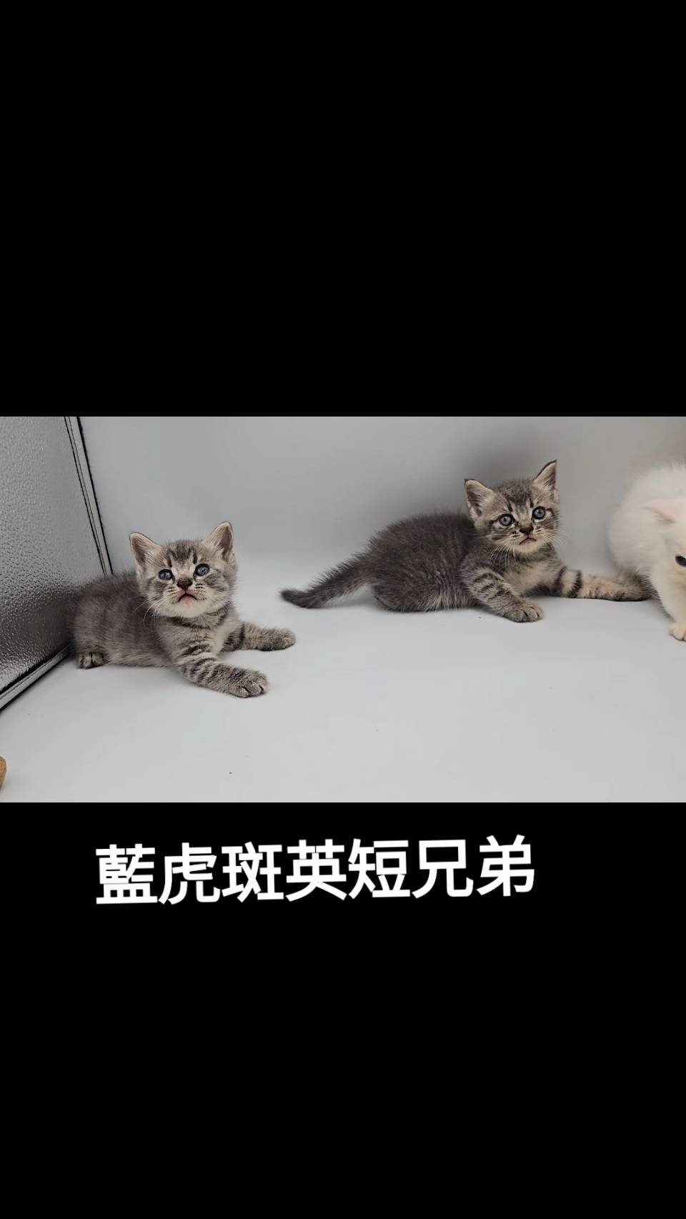 刻在你心底的貓／藍虎斑英國短毛貓