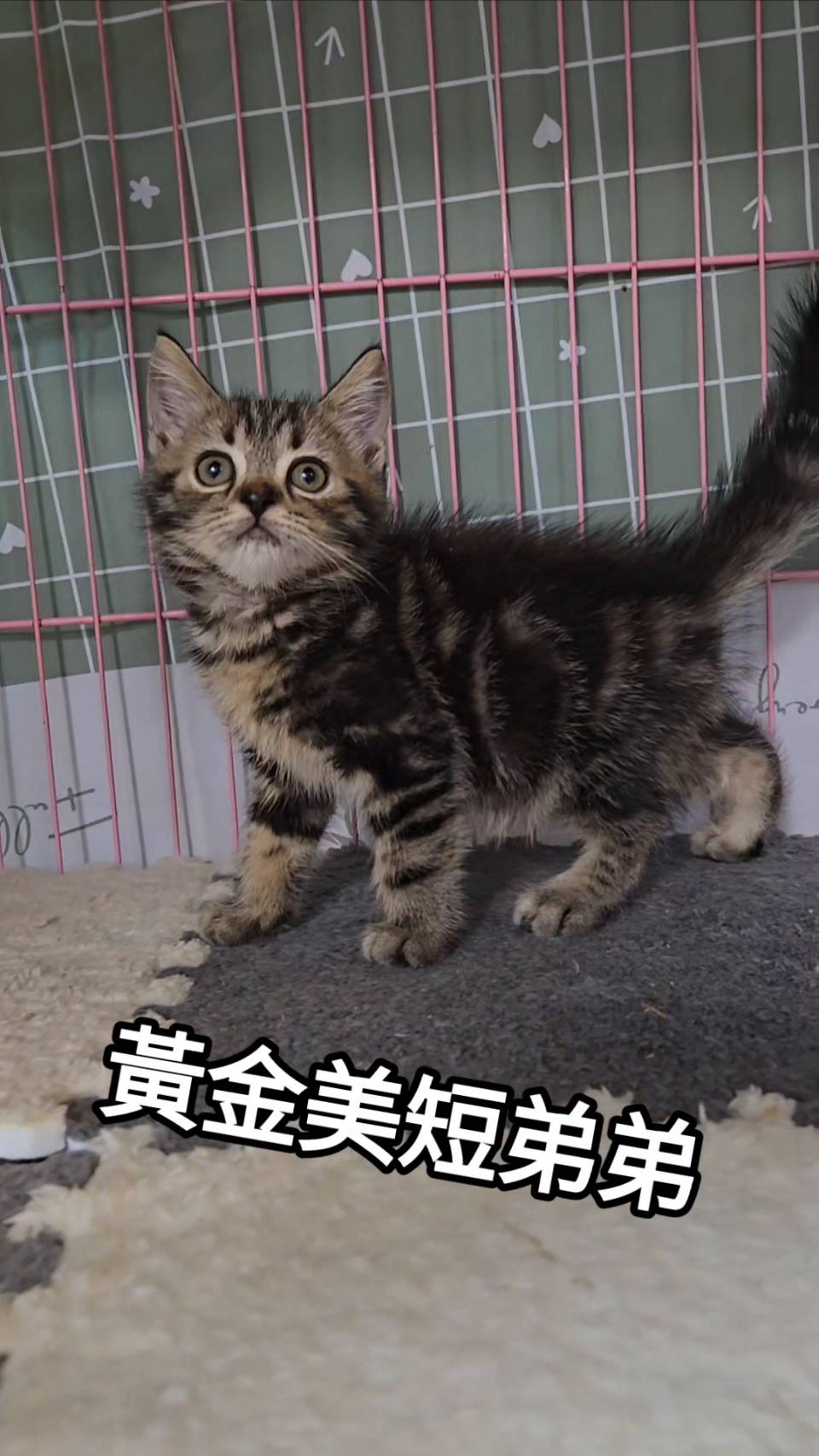 刻在你心底的貓／黃金色美國短毛貓