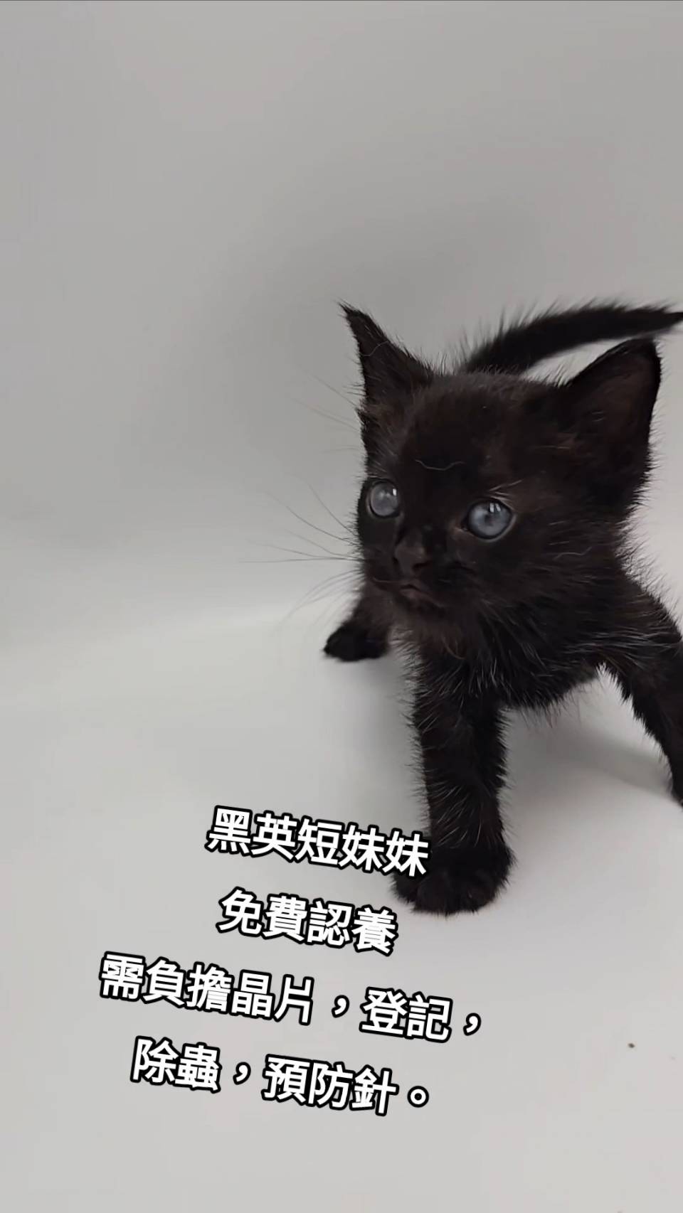刻在你心底的貓／黑色英國短毛貓