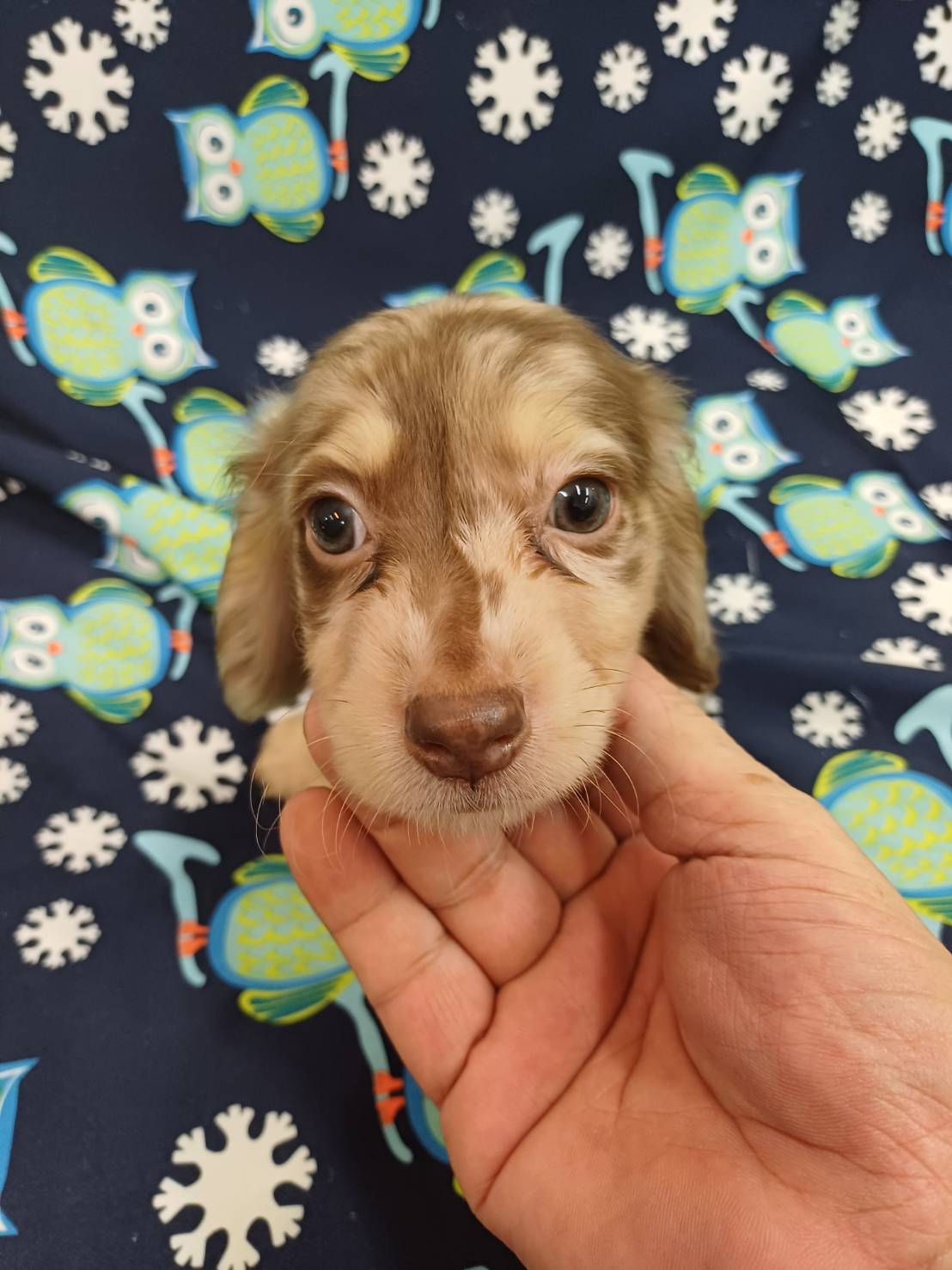 超可愛名犬社／巧克力奶油大理石長毛臘腸狗