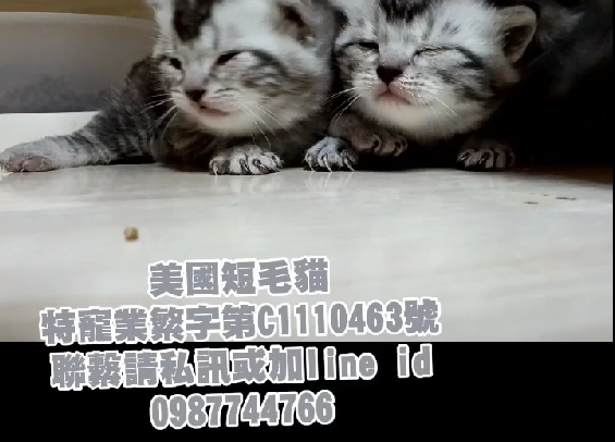 幸福朵貓貓貓舍／美國短毛貓