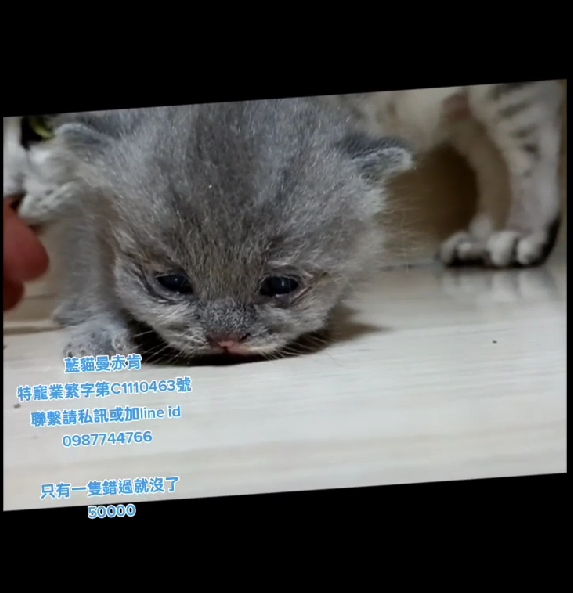 幸福朵貓貓貓舍／藍色曼赤肯
