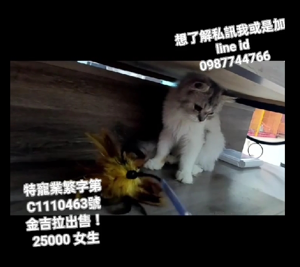 幸福朵貓貓貓舍／金吉拉