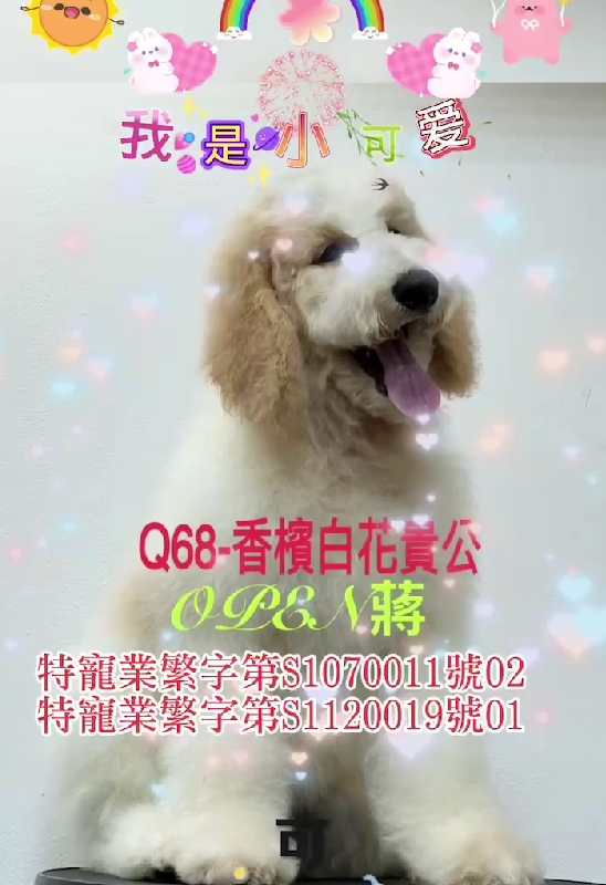 OPEN蔣犬舍／各色巨型貴賓