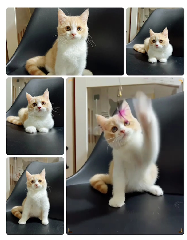 布魯斯貓舍／奶油賓士英國短毛貓