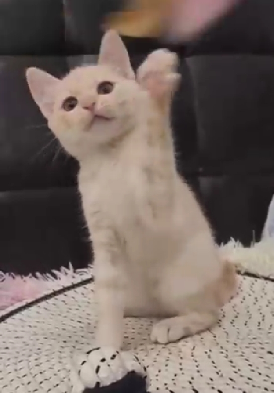 帕菲寵物館／奶油色英國短毛貓