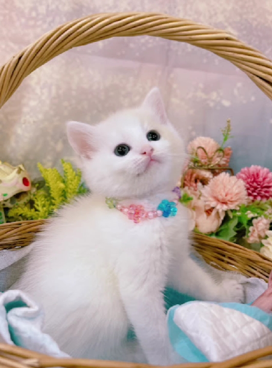 星光貓舍／海苔片白色英國長毛貓