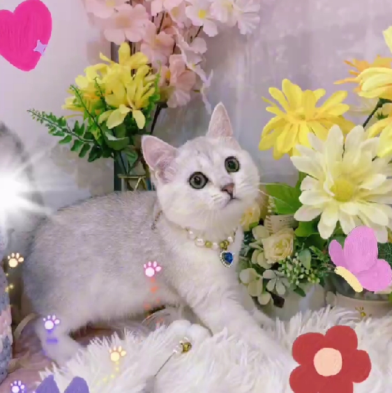 星光貓舍／銀漸層英國短毛貓