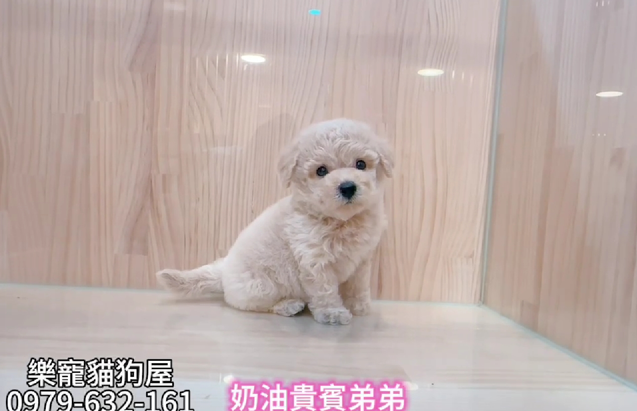 樂寵貓狗屋／奶油色貴賓犬