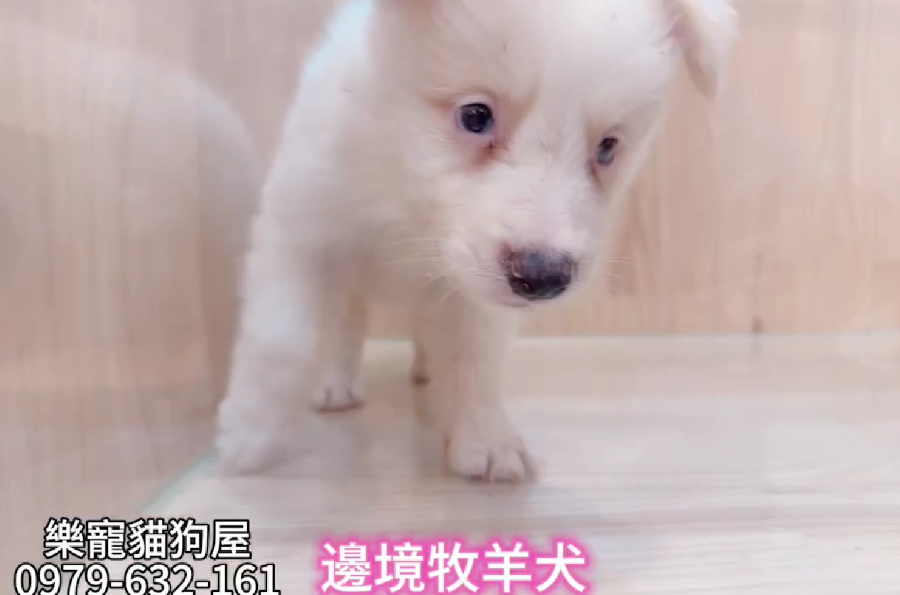 樂寵貓狗屋／黃白色邊境牧羊犬
