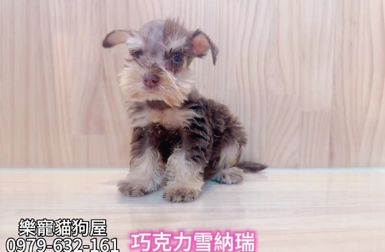 樂寵貓狗屋／巧克力雪納瑞