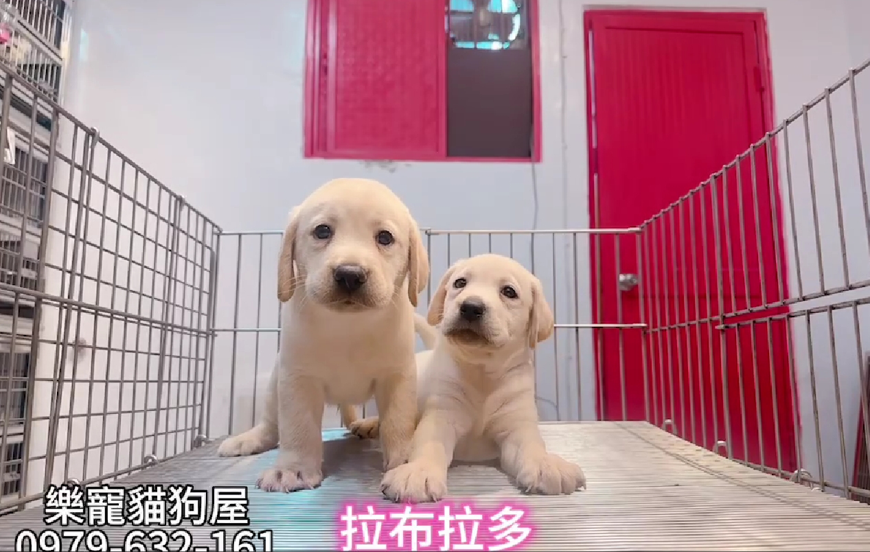 樂寵貓狗屋／拉布拉多
