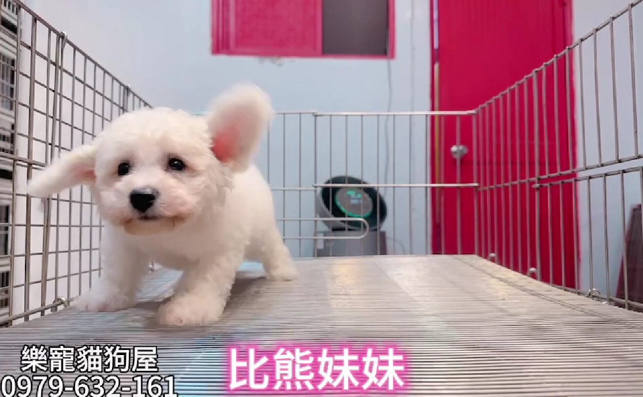 樂寵貓狗屋／比熊犬