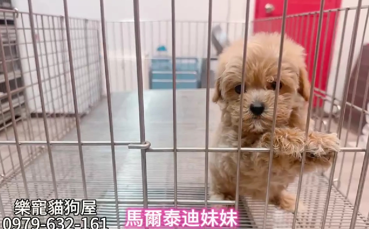 樂寵貓狗屋／瑪爾泰迪