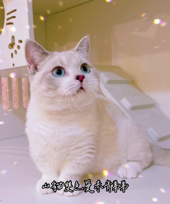 星光貓舍／山貓雙色曼赤肯