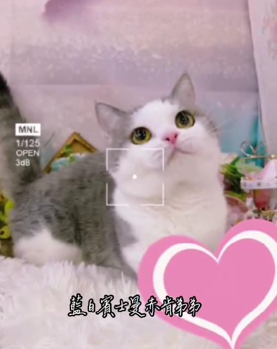 星光貓舍／藍白賓士曼赤肯