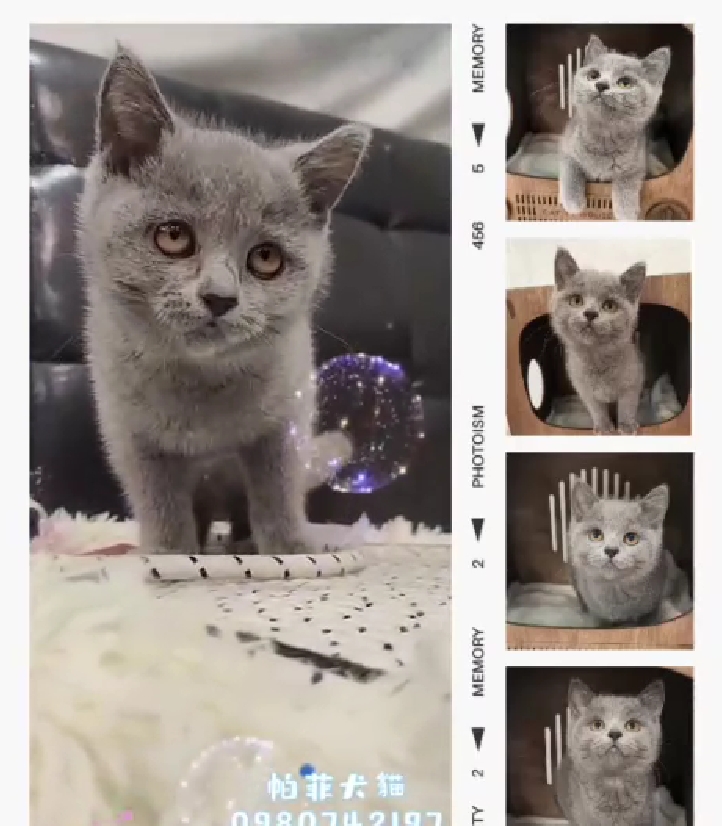 帕菲寵物館／藍色英國短毛貓