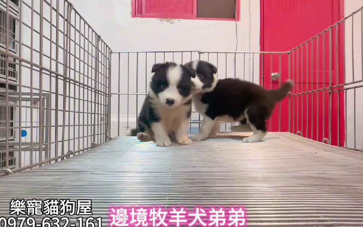 樂寵貓狗屋／邊境牧羊犬