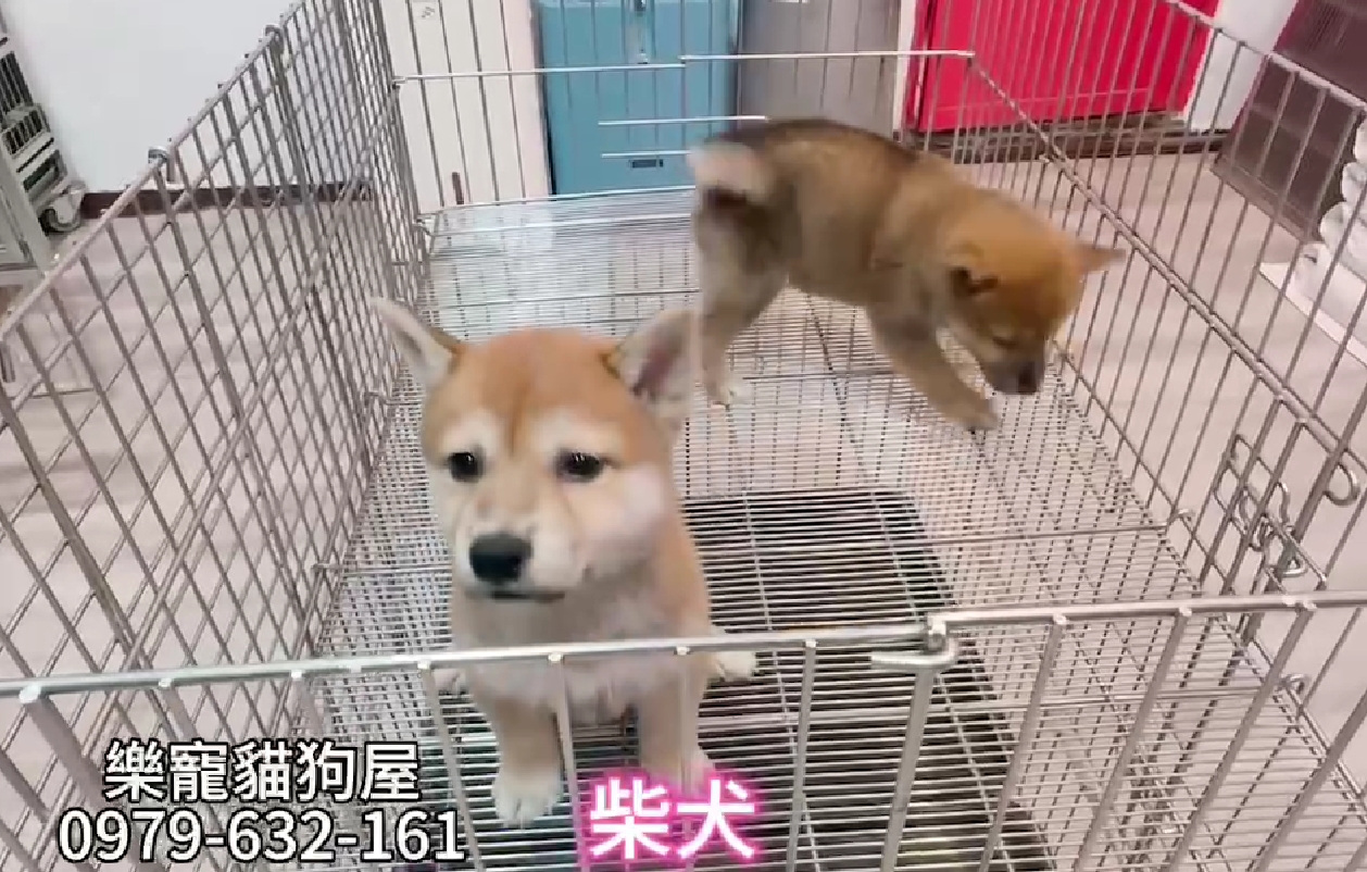 樂寵貓狗屋／柴犬