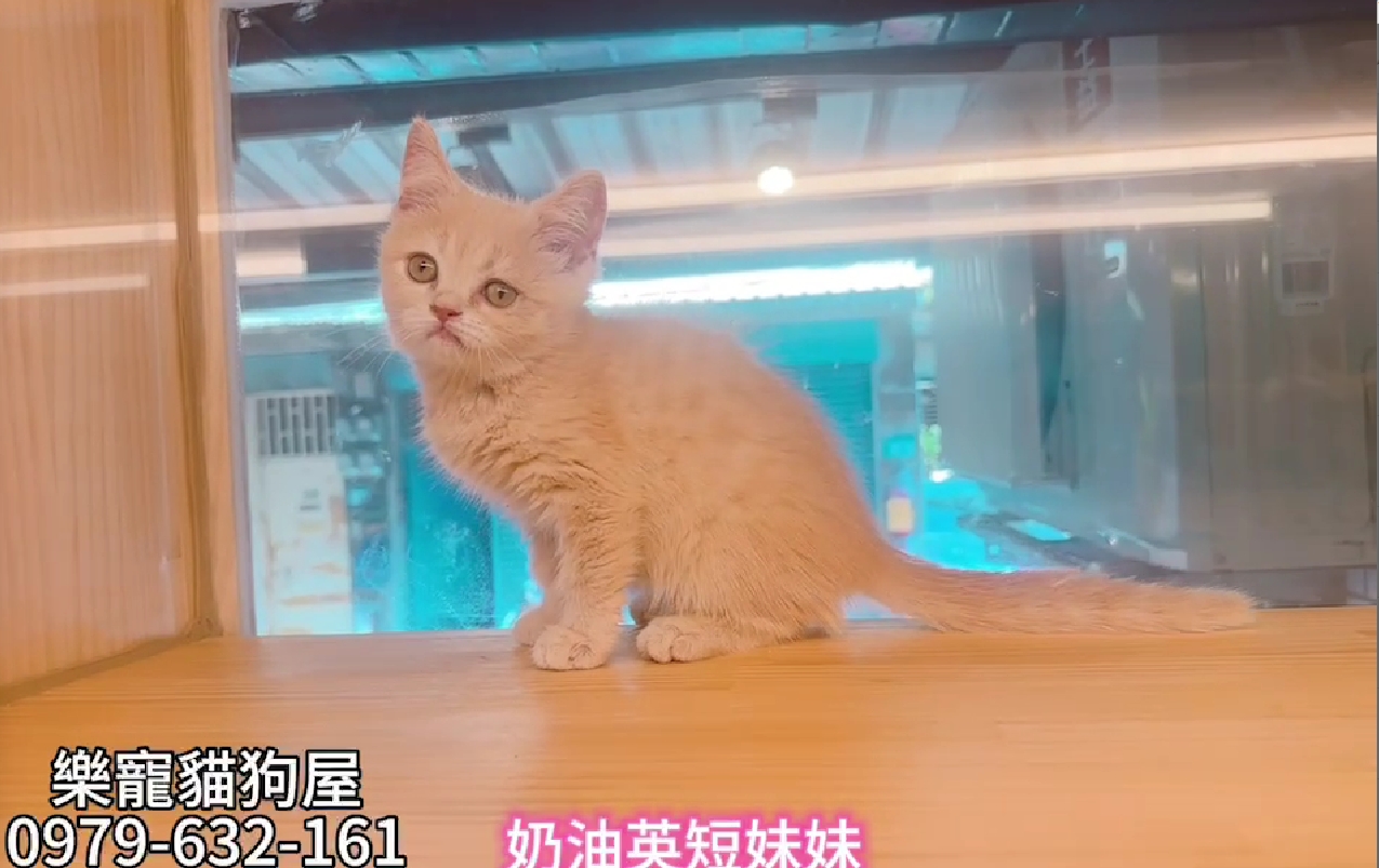 樂寵貓狗屋／奶油色英國短毛貓