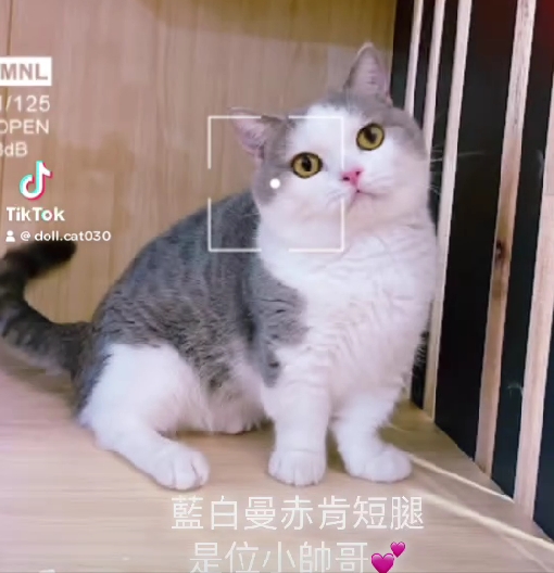 星光貓舍／藍白色曼赤肯