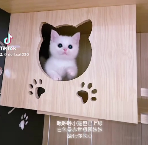 星光貓舍／白色曼赤肯