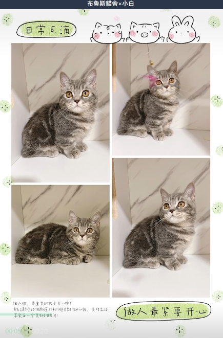 布魯斯貓舍／藍虎斑曼赤肯