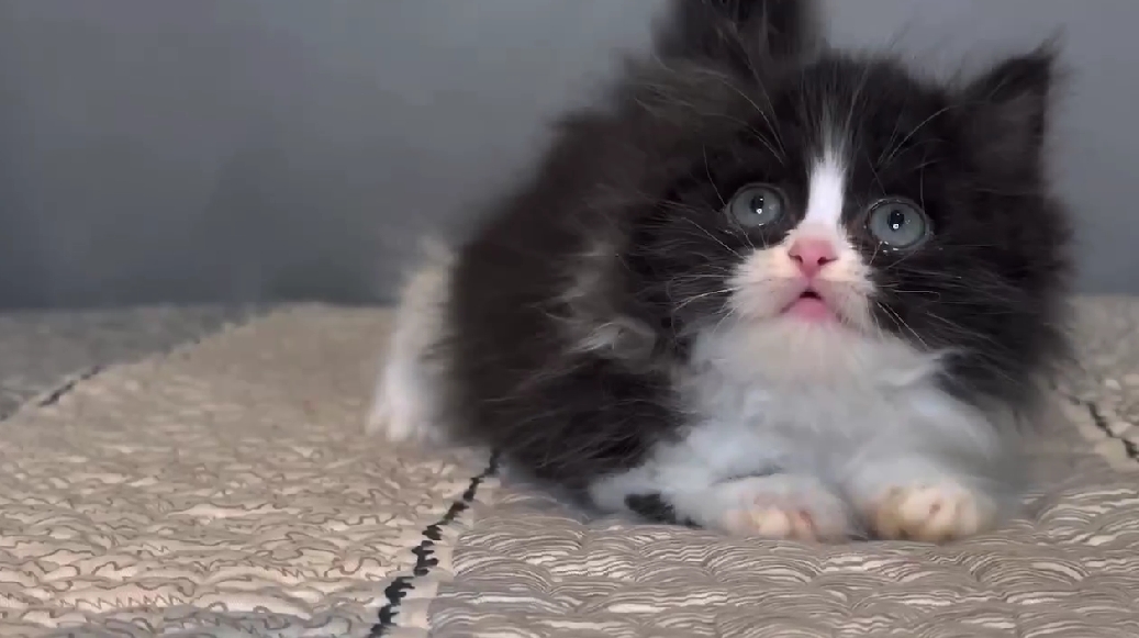 尊爵名皇／黑白色小步舞曲