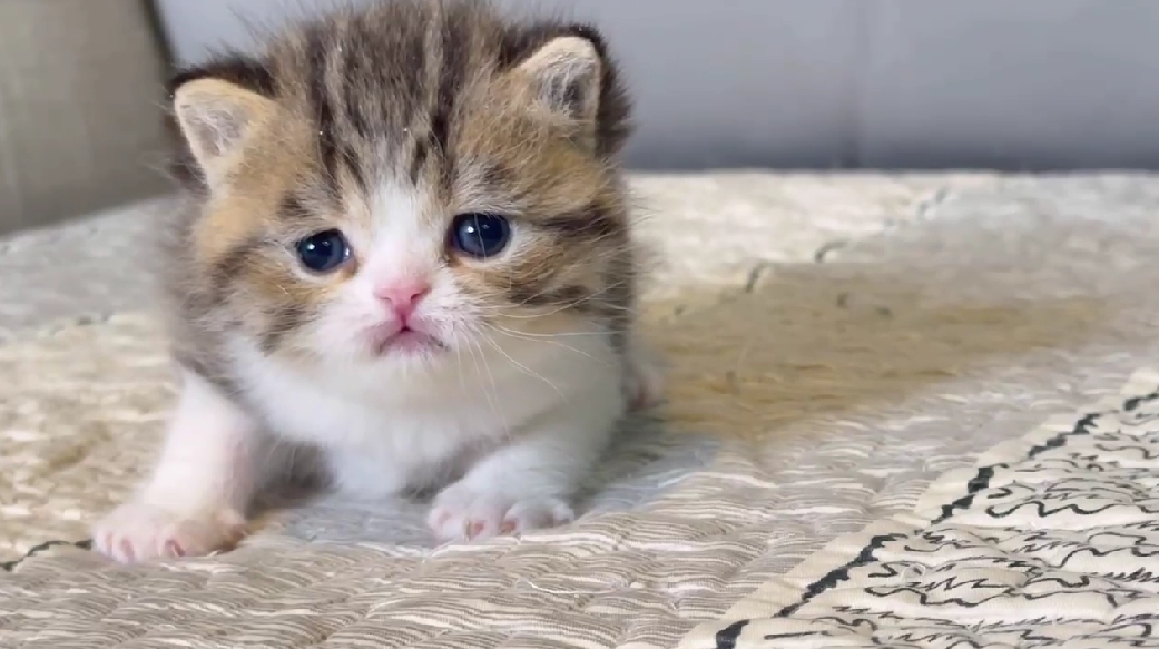 尊爵名皇／黑金色英國短毛貓