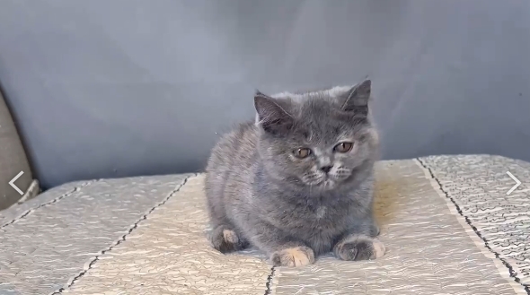 尊爵名皇／藍奶油色英國短毛貓