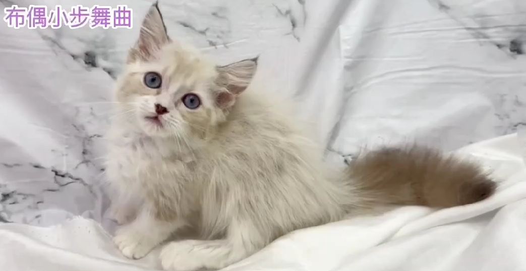 華貴皇族國際專業貓舍／布偶色小步舞曲