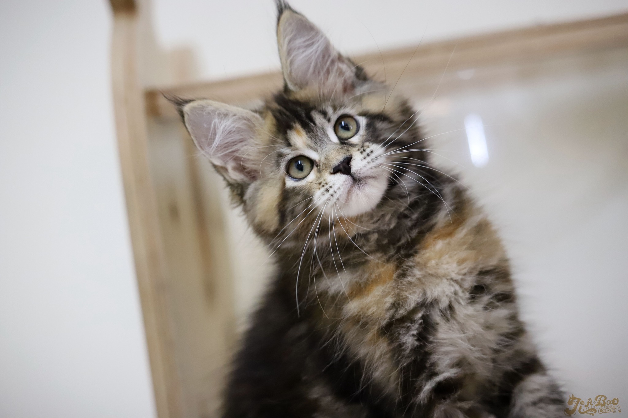 家寶寵物／虎斑玳瑁緬因貓