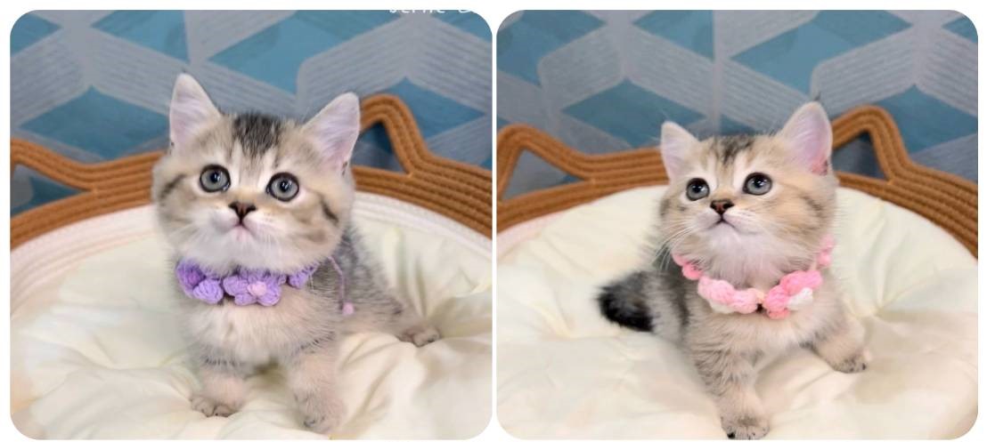 愛神寵物 吉利貓／黑金漸層英國短毛貓