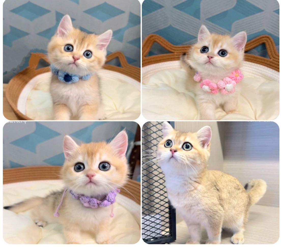 愛神寵物 吉利貓／金漸層英國短毛貓