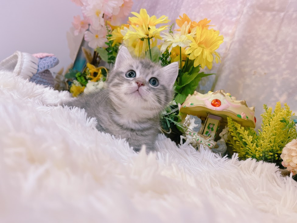 星光貓舍／銀虎斑曼赤肯